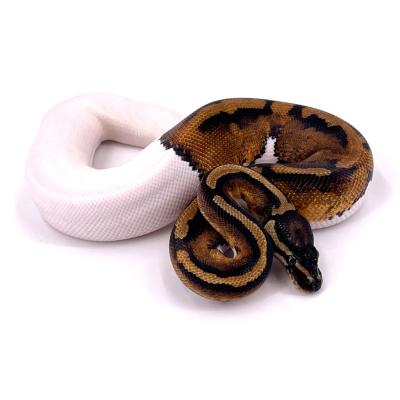 Python regius Pied mâle