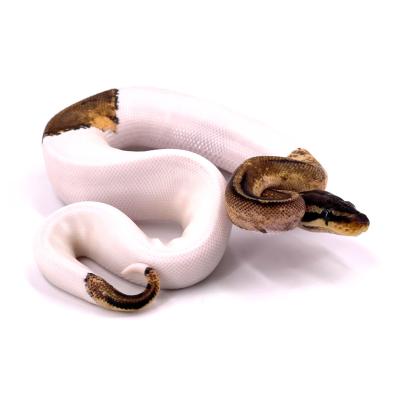 Python regius Pied pastel femelle