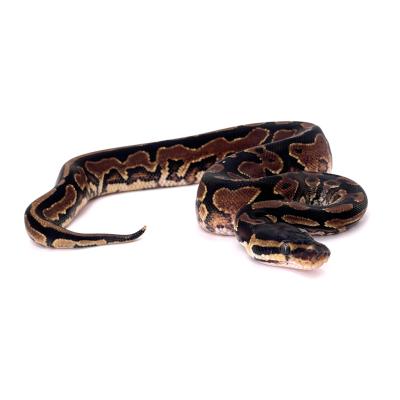 Python regius Orange dream yellow belly het pied mâle