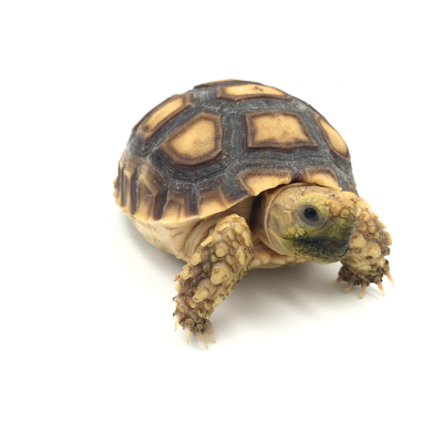 Centrochelys sulcata 6/7 cm