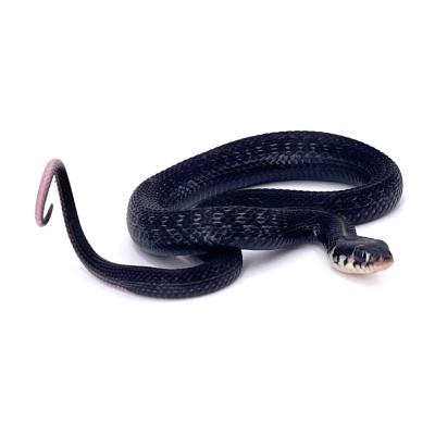 Thamnophis eques cuitzeoensis