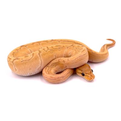 Python regius Banana orange dream lemon blast mâle