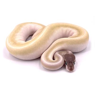 Python regius Super mojave mâle 08261
