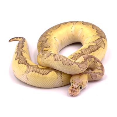 Python regius Clown pastel lesser femelle 74124