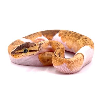 Python regius Lemonblast pied het albinos mâle 2023