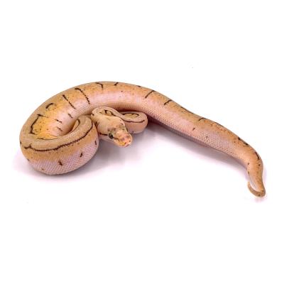 Python regius Spinner blast femelle
