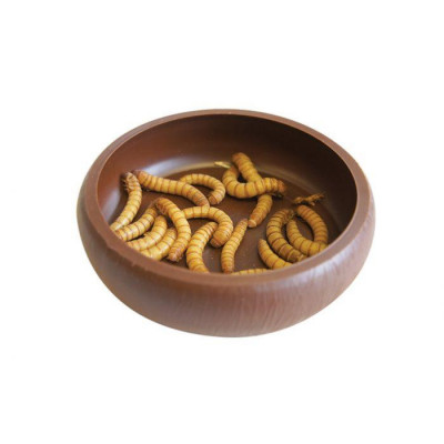 Mangeoire "mealworm dish" de Komodo