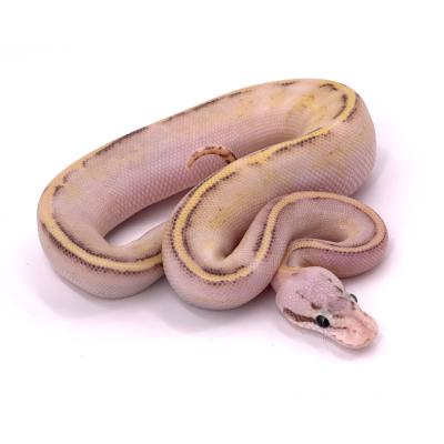 Python regius Puma pastel mâle 28