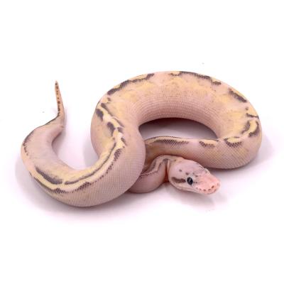 Python regius Puma pastel femelle 39