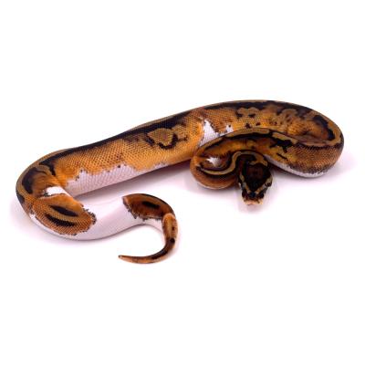 Python regius Pied femelle 8