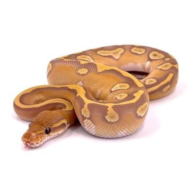 Python regius Mojave ultra het pied mâle 6