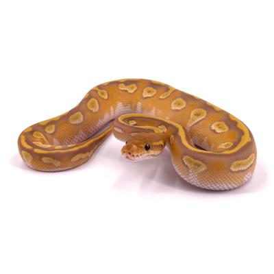 Python regius Mojave ultra het pied mâle 5