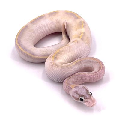 Python regius Ivory pastel mâle 27