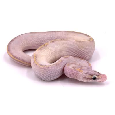 Python regius Ivory pastel mâle 21