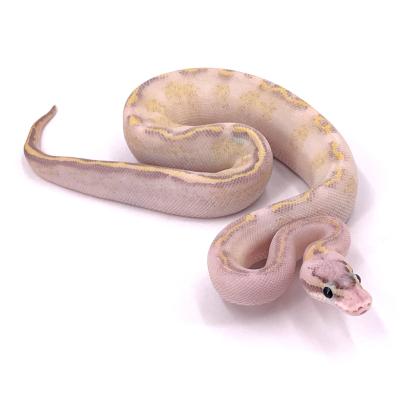 Python regius Ivory pastel femelle 41