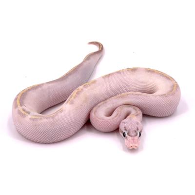 Python regius Ivory mâle 22