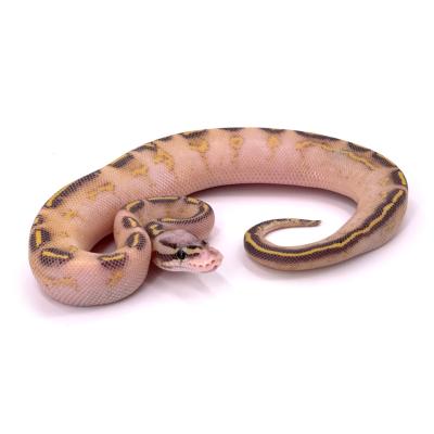 Python regius Highway pastel mâle 74