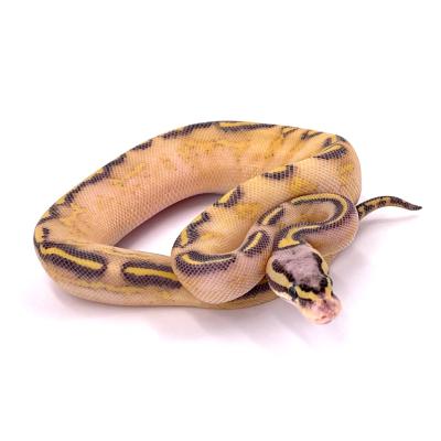Python regius Highway pastel mâle 73