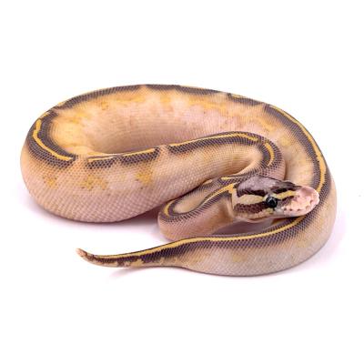 Python regius Highway pastel femelle 26
