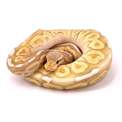 Python regius Banana vanilla pewter mâle 43