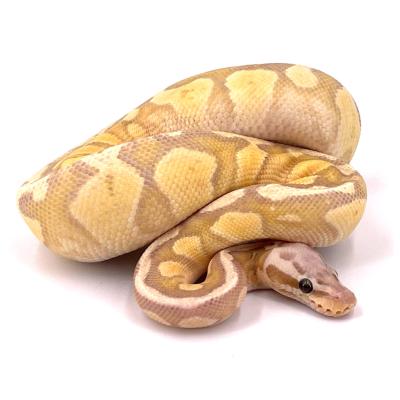 Python regius Banana vanilla super pastel mâle 39