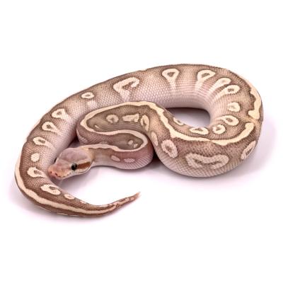 Python regius Banana pastel mystic phantom potion mâle 42