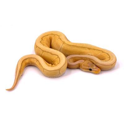 Python regius Banana orange dream lemon blast mâle 44