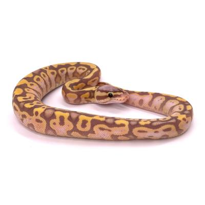 Python regius Banana pastel mâle 89