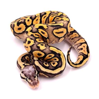 Python regius Orange dream pastel yellow belly het clown femelle 66