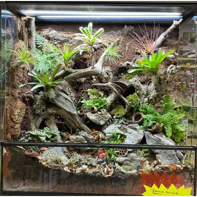 Paludarium naturel tropical bio-actif entièrement décoré