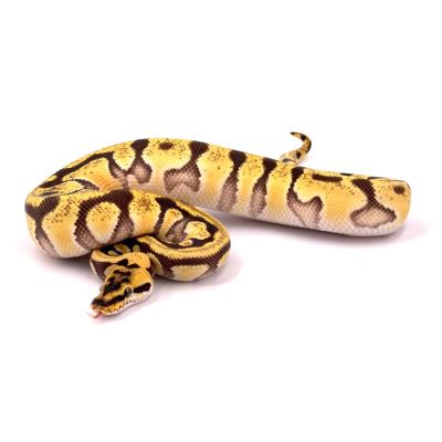 Python regius Orange dream pastel super enchi poss het clown mâle 50