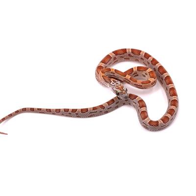 Pantherophis guttatus Sunkissed motley 2023