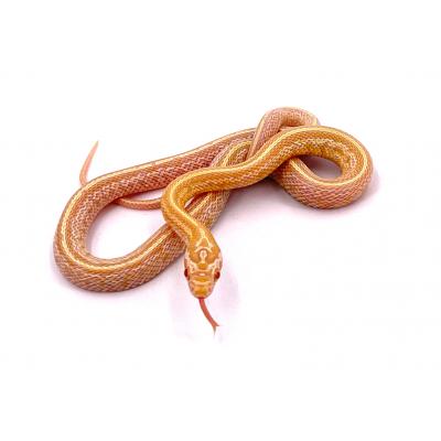 SAINT-CERGUES/INSOLITE. Un serpent des blés en vadrouille capturé