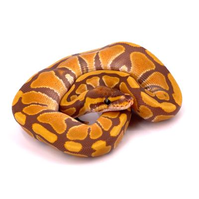 Python regius Ultramel femelle 2023 61