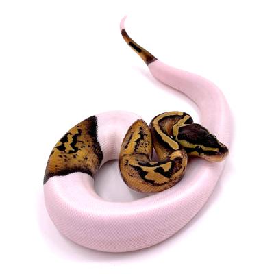 Python regius Pied pastel pewter femelle 2023 60