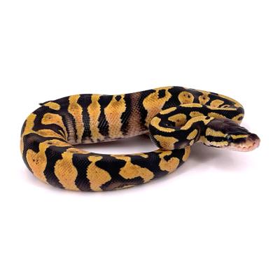 Python regius Pastel specter het pied mâle 2023 53