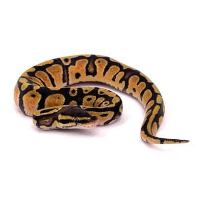 Python regius Pastel specter het pied femelle 2023 52
