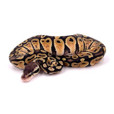 Python regius Pastel mâle 2023 74