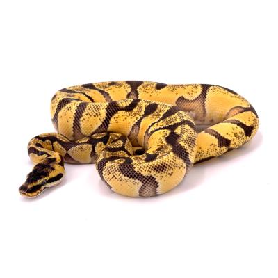 Python regius Orange dream pastel enchi femelle 2022 41