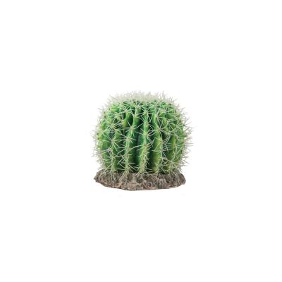 Plante "cactus Sonora" de Hobby