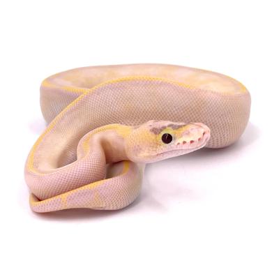 Python regius Orange dream pastel enchi ivory femelle 2023 51