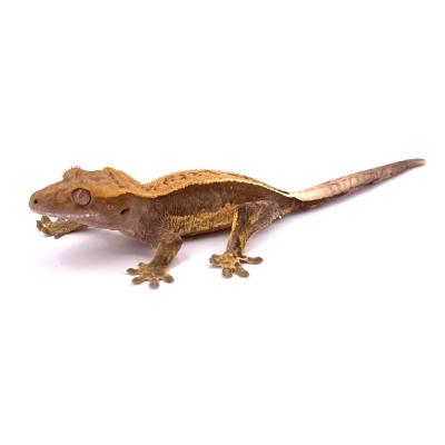 Generisch GTT H304 Grand lézard 27 x 26 x 6 cm Lézard iguane Reptil