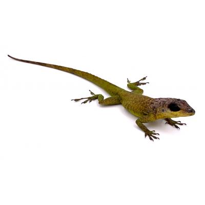 Anolis extremus NC