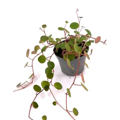 Peperomia pepperspot