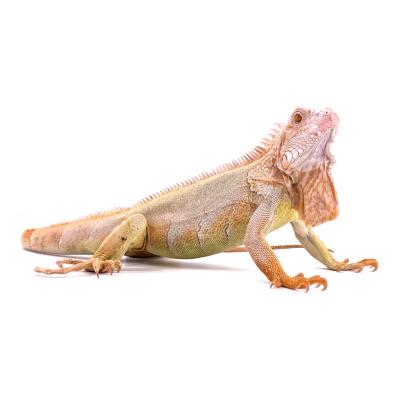 Iguana iguana Caramel T+ mâle NC 2023 03125
