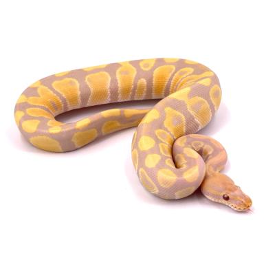 Python regius Candino pastel mâle 2023 44878
