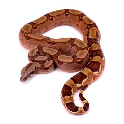 Boa imperator Hypo het sun dragon femelle NC 2022 44060