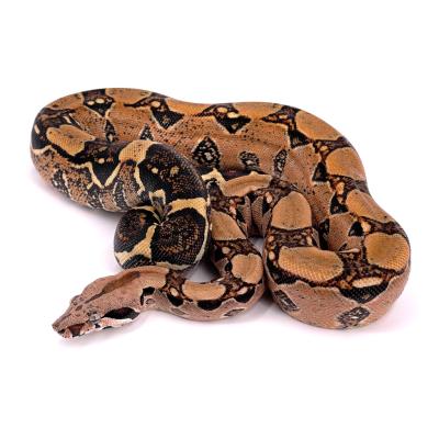 Boa imperator Forme type double het red dragon poss het blood leopard femelle NC 2023 *07