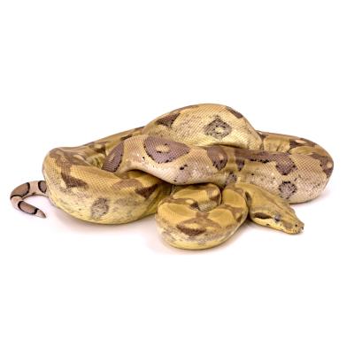 Boa imperator Ghost het VPI femelle NC 2021 39943