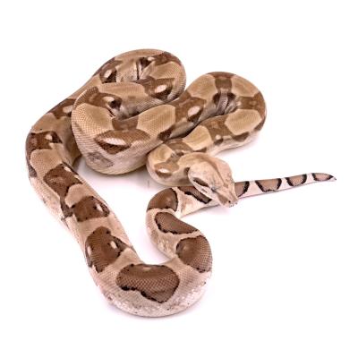 Boa imperator Ghost het VPI femelle NC 2022 35584